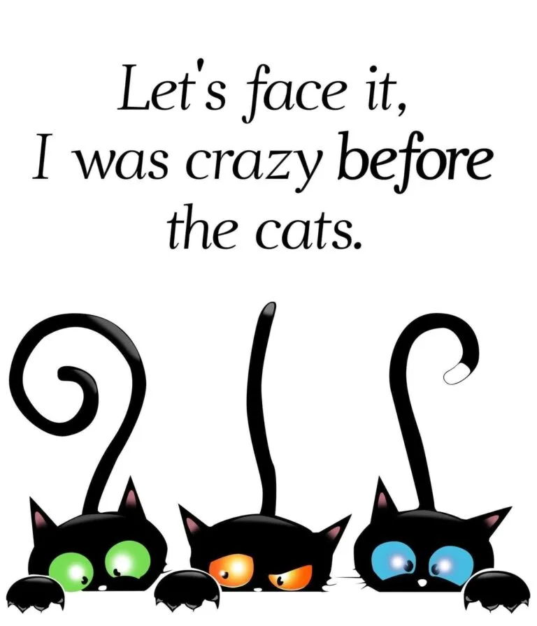 Crazy Without The Cats!
